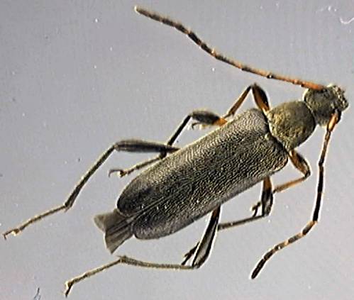 Grammoptera ruficornis